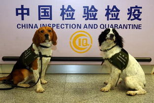 检疫犬在西安咸阳机场 上岗 准确率九成 