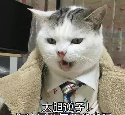 我就打了个喷嚏,猫跑来骂了我一个小时