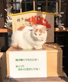 一个人养30多只猫是种怎样的体验 日本这间寺庙猫比僧人多,又想骗我当和尚
