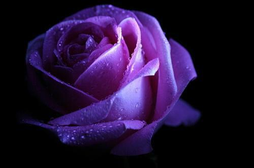紫罗兰代表什么象征意义,紫色寓意？