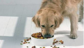 狗狗能不能吃黄豆 
