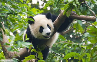 秦岭大熊猫种群数量和栖息地面积双增长