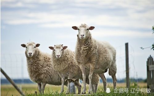 反刍动物循环系统常见寄生虫病诊断与防控