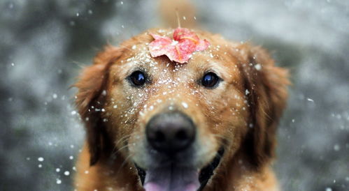 狗能承受低温吗 冬天是放在家里还是外面