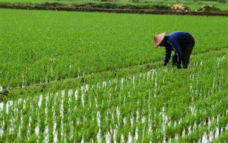 水稻是草本植物吗,水稻野生种和栽培种都是二倍体吗？