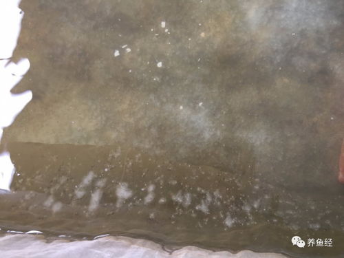 泥鳅孵化中的水霉处理方法