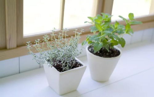 室内植物选择标准,如何让室内既美观又健康 