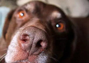 狗鼻子不是越黑越健康,需知光照 温度等因素都会对其造成影响