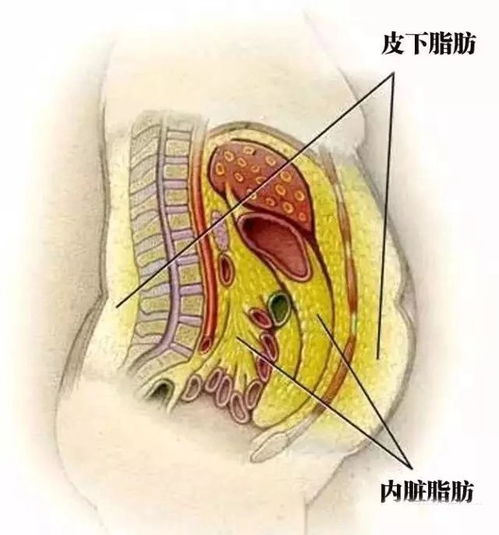 产后肚子大怎么办 产后如何恢复肚子 是时候跟小肚子说再见了