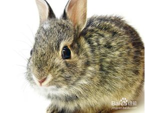 怎样养兔子容易养活,兔子怎么养才能活下来？