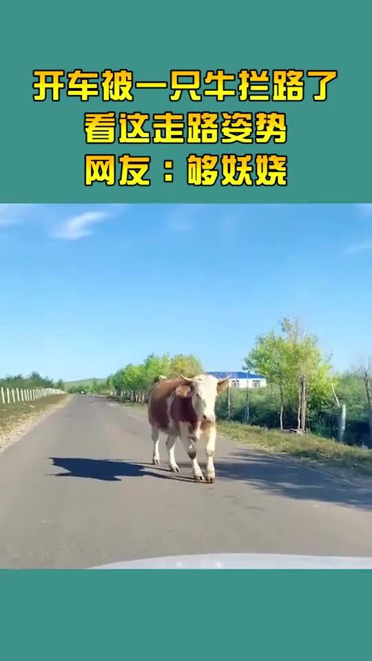 开车被一只牛拦路了,看这走路姿势,网友 够妖娆 