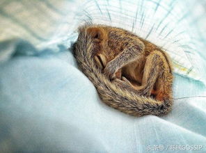 BBC野生动物制片人救助孤独的小松鼠宝宝,小家伙拍照都酣睡不醒