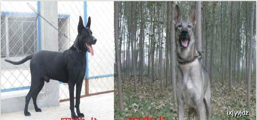 黑狼犬vs狼青犬比拼,两种犬的优点与缺点之分,看家犬哪个适合你