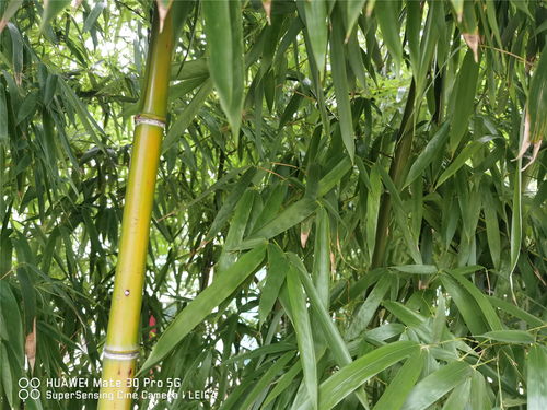 竹子是怎么种植的？