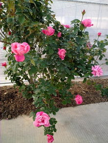 玫瑰花怎么种,种植玫瑰的最佳季节？