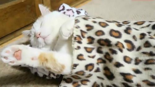 小猫睡觉还盖个被子,太可爱了 