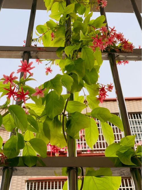 楼房养花也能养成大花园,选对植物半年爬成花墙,特省心