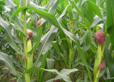玉米发芽的过程