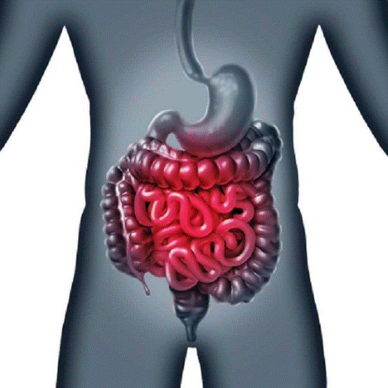 你的肠子也会思考 肠道中有神经元,科学家发现它们会传递信息