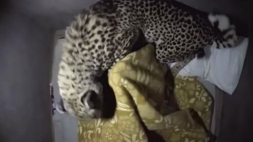 国外小伙在家中养了一只豹子,每天将它当成枕头睡觉 