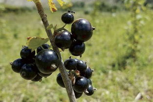 新手如何种植黑加仑,黑加仑和蔓越莓的区别