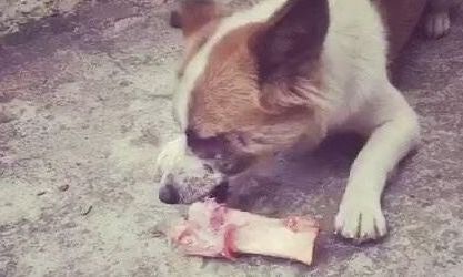 狗能吃羊肉吗 