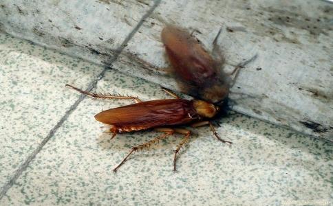 在广州家庭灭蟑螂如何做