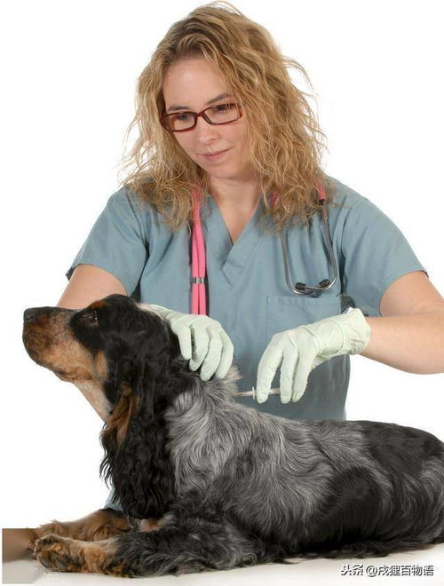 怎么回事 狗狗打疫苗的部位,被毛不仅褪色还掉毛