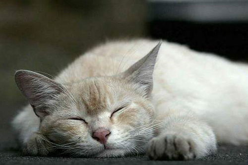 福州宠医 猫咪吐黄水未必都是吐毛球,也可能是急性胃肠炎甚至猫瘟