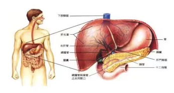 肝和肾的关系是什么(肝与肾的区别)