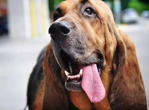 嗅觉能力最强的6大犬种,寻血猎犬位列第一当之无愧