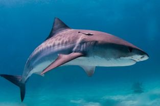 鲨鱼的分类(鲨鱼的分类和特点)