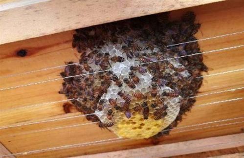1000只蜜蜂土养,是否可以养活 不凭感觉,用科学说话