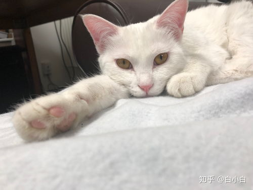 请问我家的这只中华田园猫属于白猫还是橘猫 就头顶和尾巴是橘色,其他地方都是白色的 