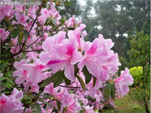 杜鹃花摄影照片