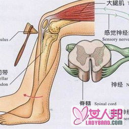 小腿骨结构图 搜狗图片搜索