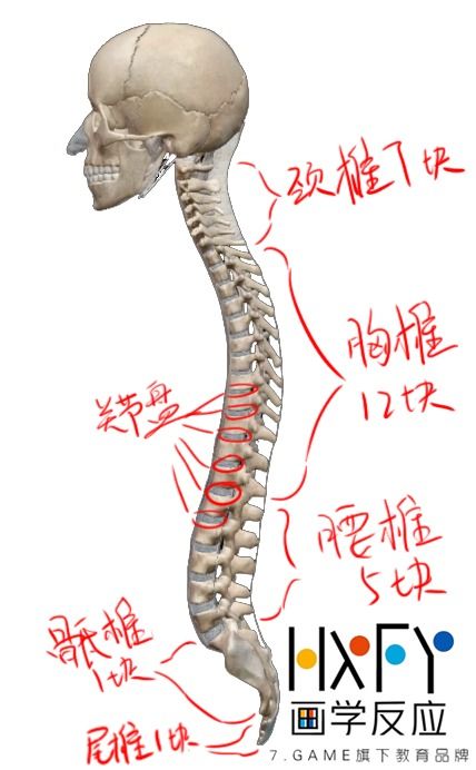 你不知道的人体骨骼详解 内容过于恐怖,请不要半夜蹲到坟地看