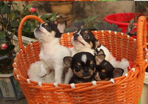 郑州吉娃娃犬宠物狗市场在哪 正宗宠物狗网站买狗卖狗哪里有