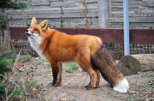 狐狸和狐臭有关吗 狐臭是怎么产生的呢