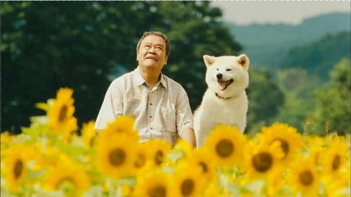 日本高分催泪电影,狗狗不知主人去世,一直找食物给主人 