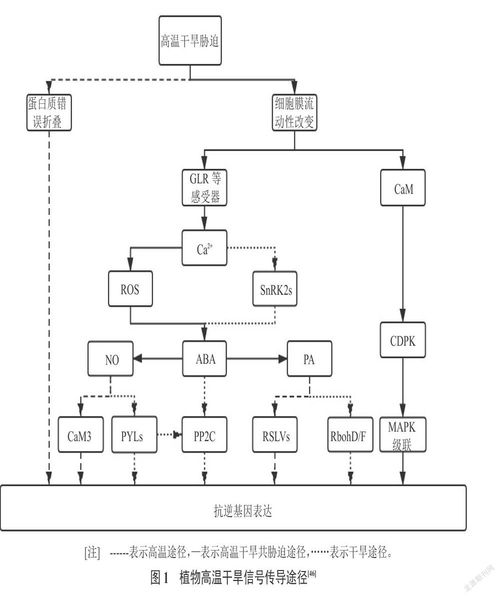 干旱胁迫对作物生长发育的影响