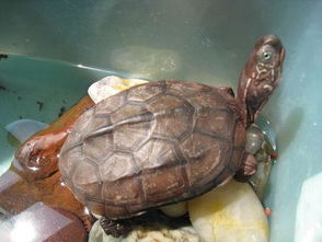家养乌龟品种一般家养的乌龟都是什么品种？