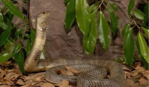 世界上食性最广泛的蛇,舟山眼镜蛇 中国十大毒蛇之一