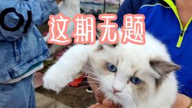 毛毯长猫