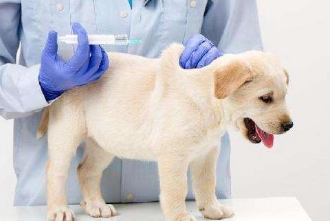 表情 给狗狗打疫苗贵吗一般价格在50 60元左右要多久体检一次 收费 表情 
