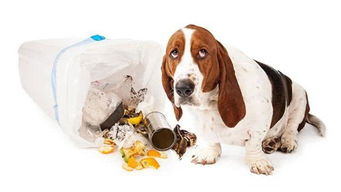 狗狗为什么要翻垃圾筒,我们应该怎么做呢