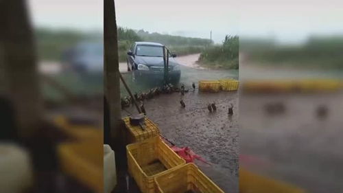 谁能帮忙解释一下,鸭子为什么下雨天不躲雨反而看天上呢 