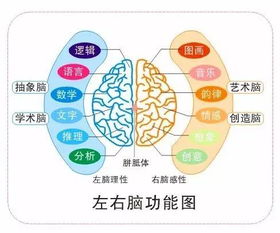 你是左脑人还是右脑人 你更擅长哪些职业 这个测试超棒