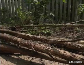 半夜砍树 柳州铁路边159棵树被砍,市民质疑不合法