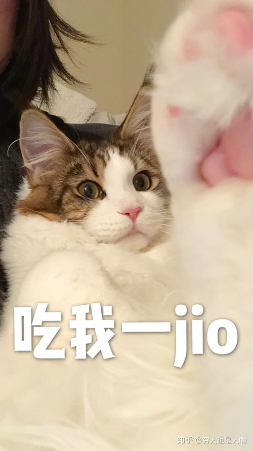 养缅因猫需要注意什么 